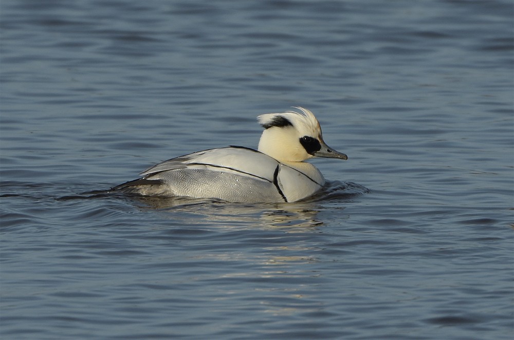 Smew - ML389154291