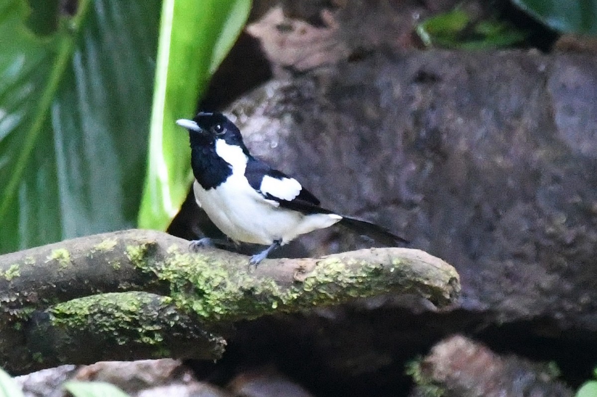 Solomons Monarch - Cathryn Dippo