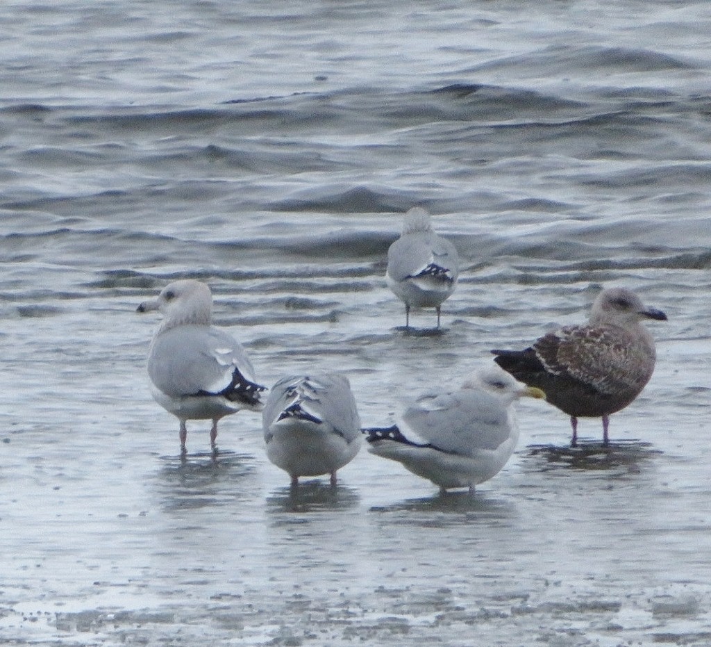 Herring Gull - ML389155241