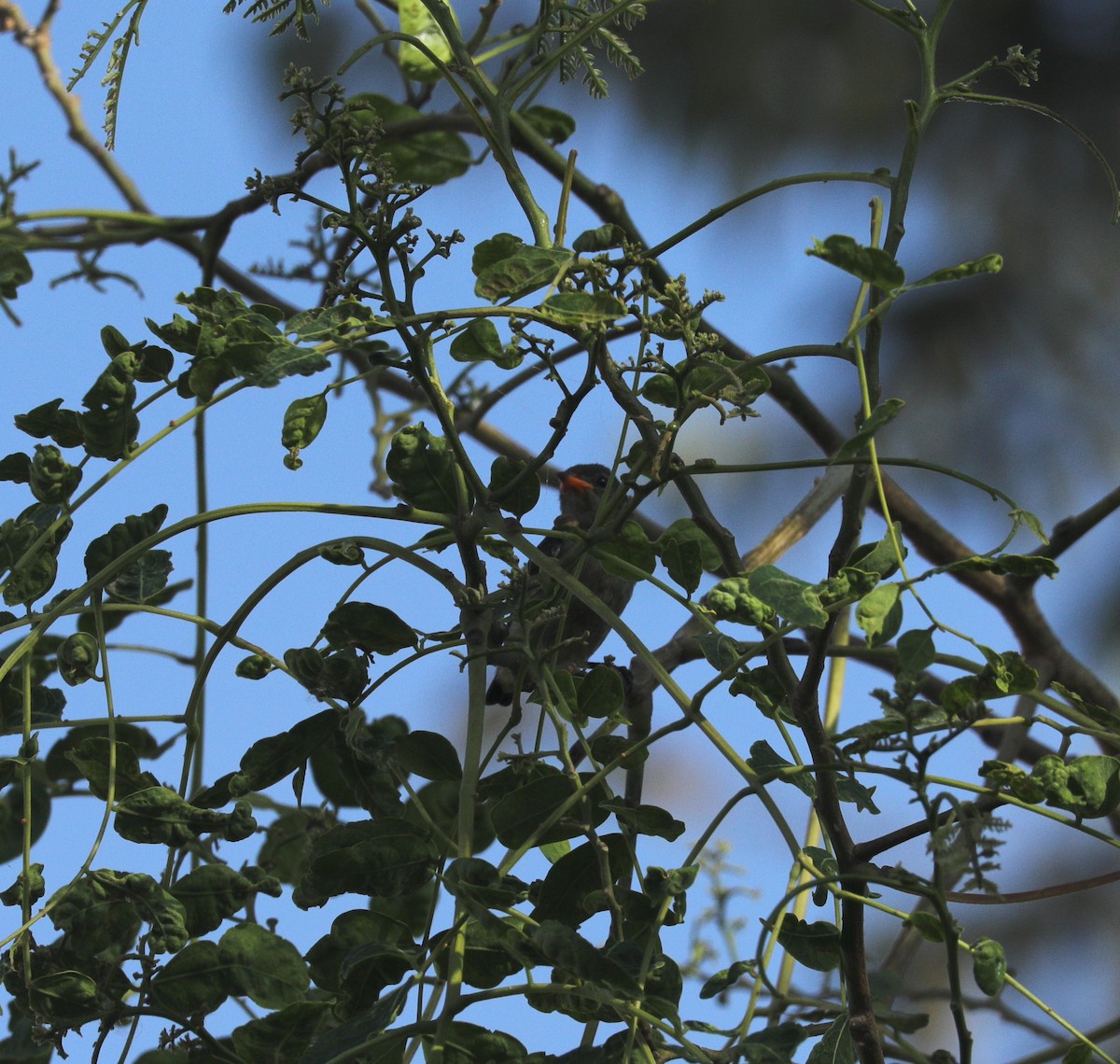 Red-capped Flowerpecker - Bruce  McLennan