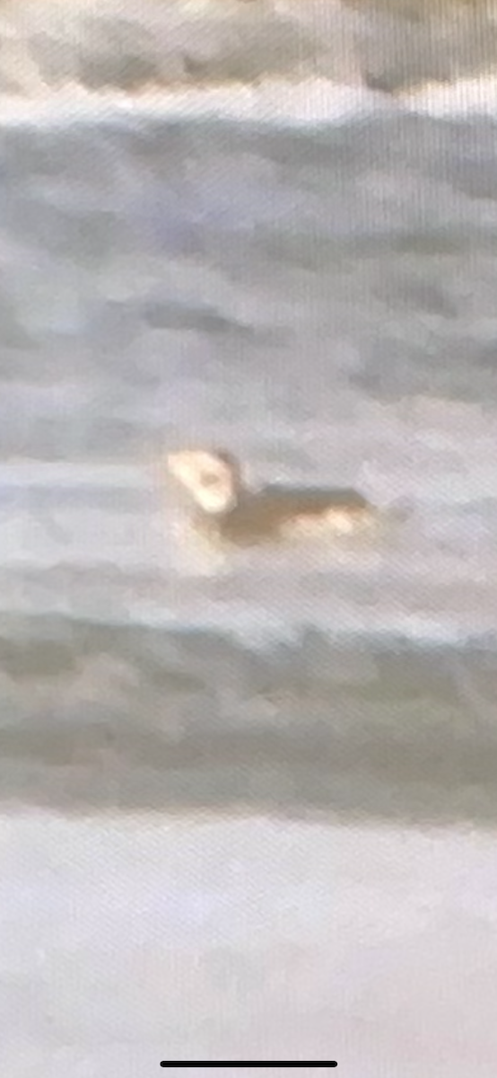 Long-tailed Duck - ML389156791