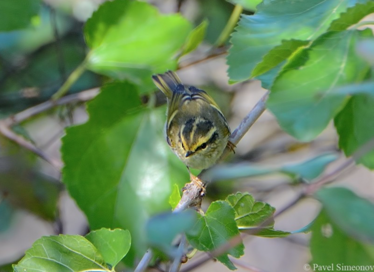 Pallas's Leaf Warbler - Pavel Simeonov
