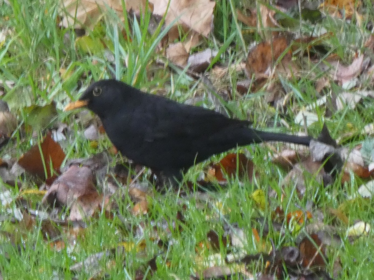 Karatavuk - ML389157801