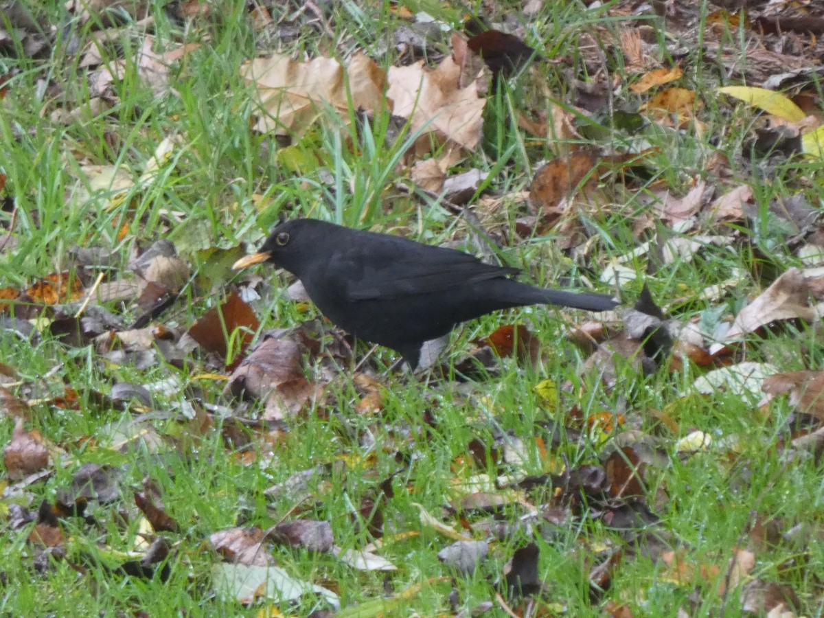 Karatavuk - ML389157811