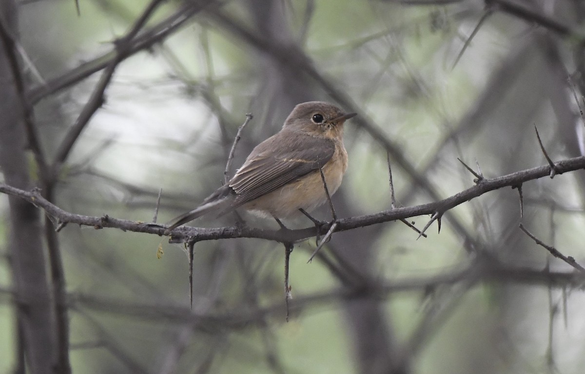 Kashmir Flycatcher - ML389159481