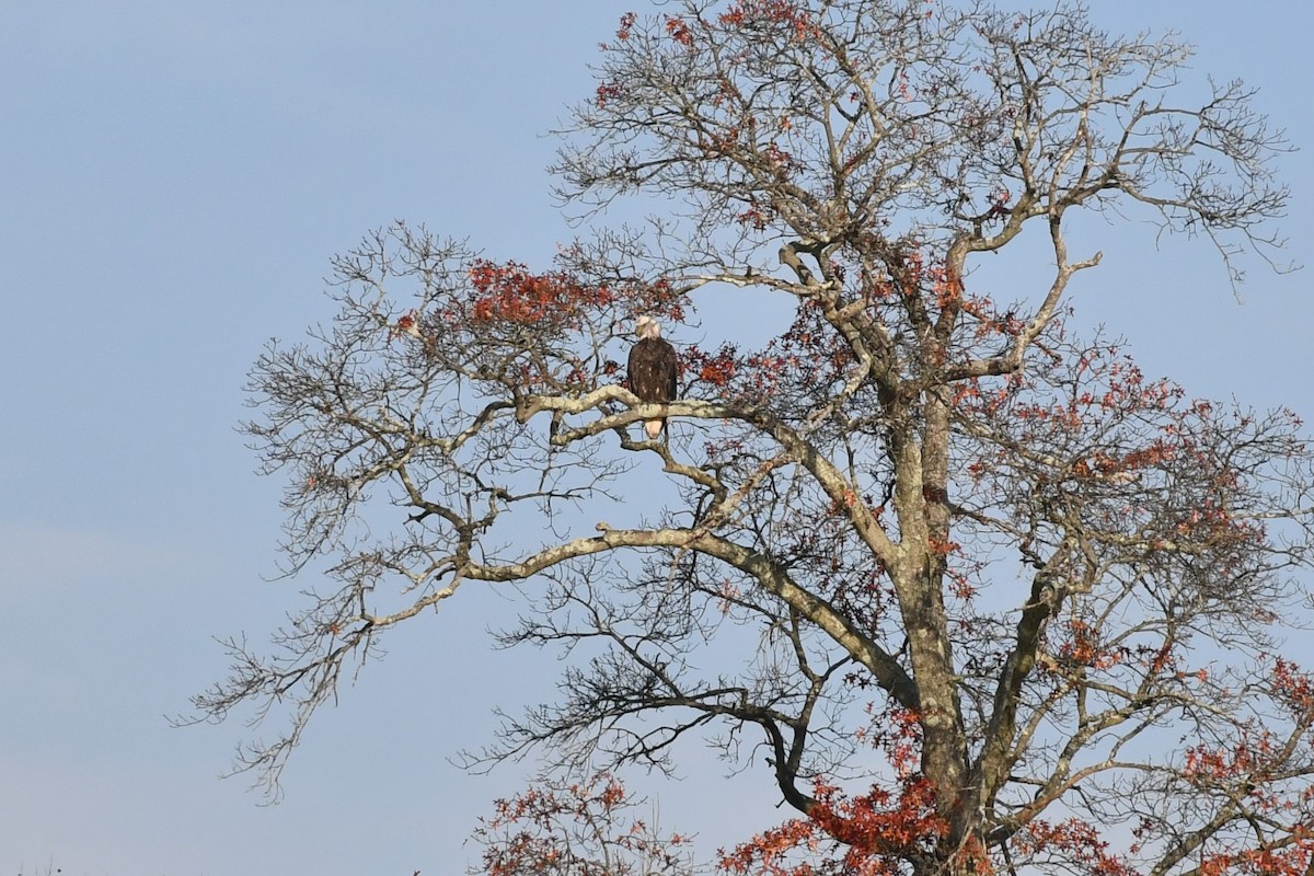 Bald Eagle - Brian Kenney