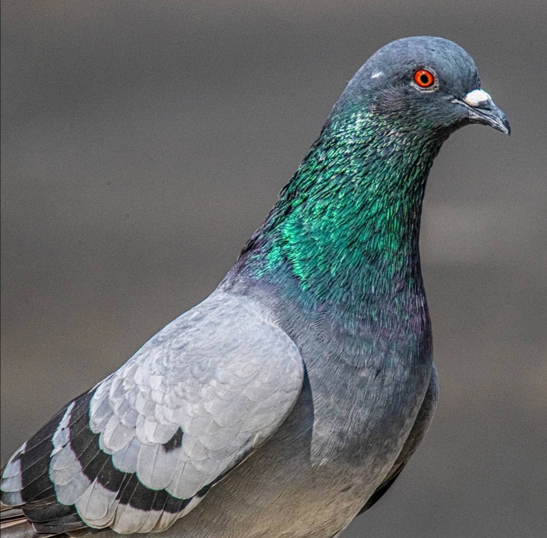 Rock Pigeon - ML389161701