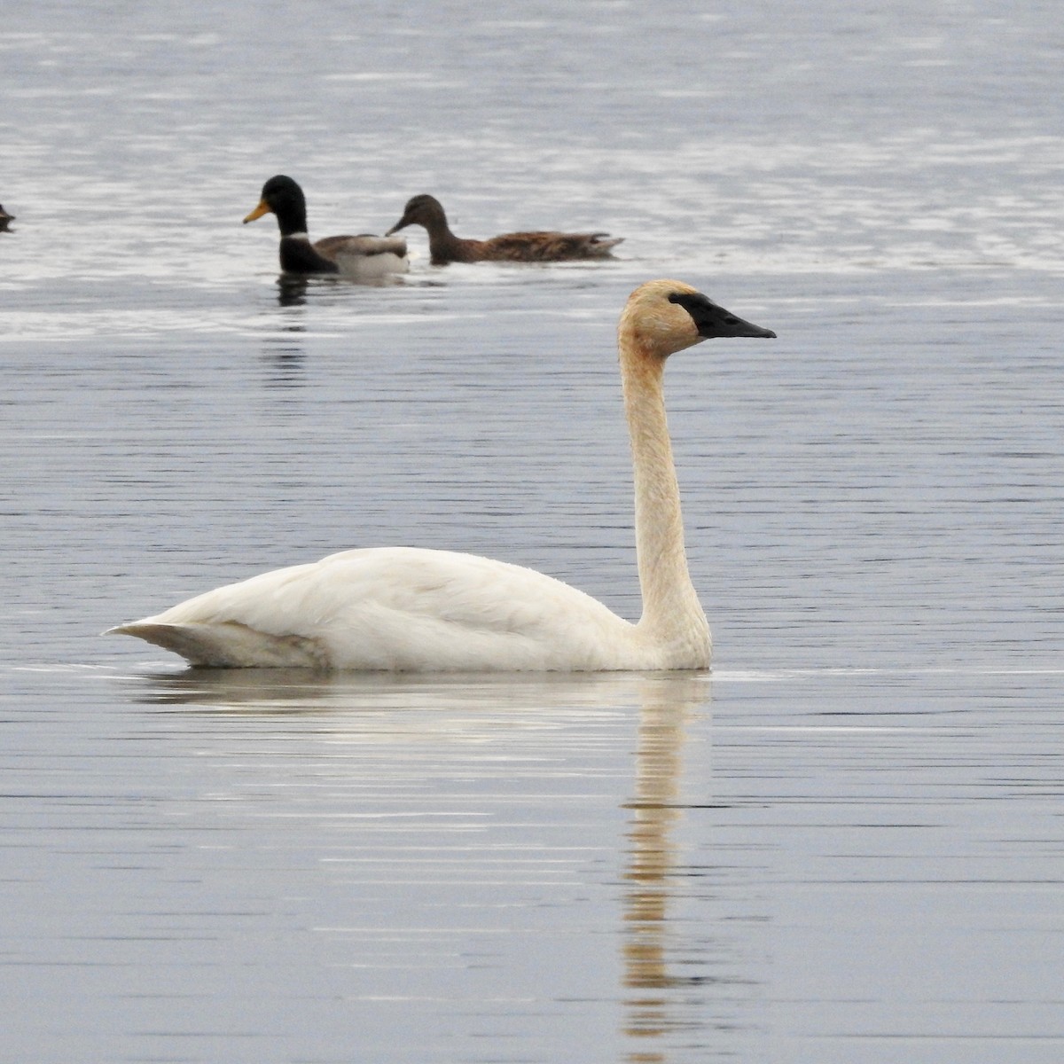 Trumpeter Swan - Claire Caron