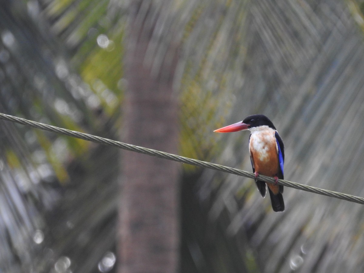 Black-capped Kingfisher - ML389163231