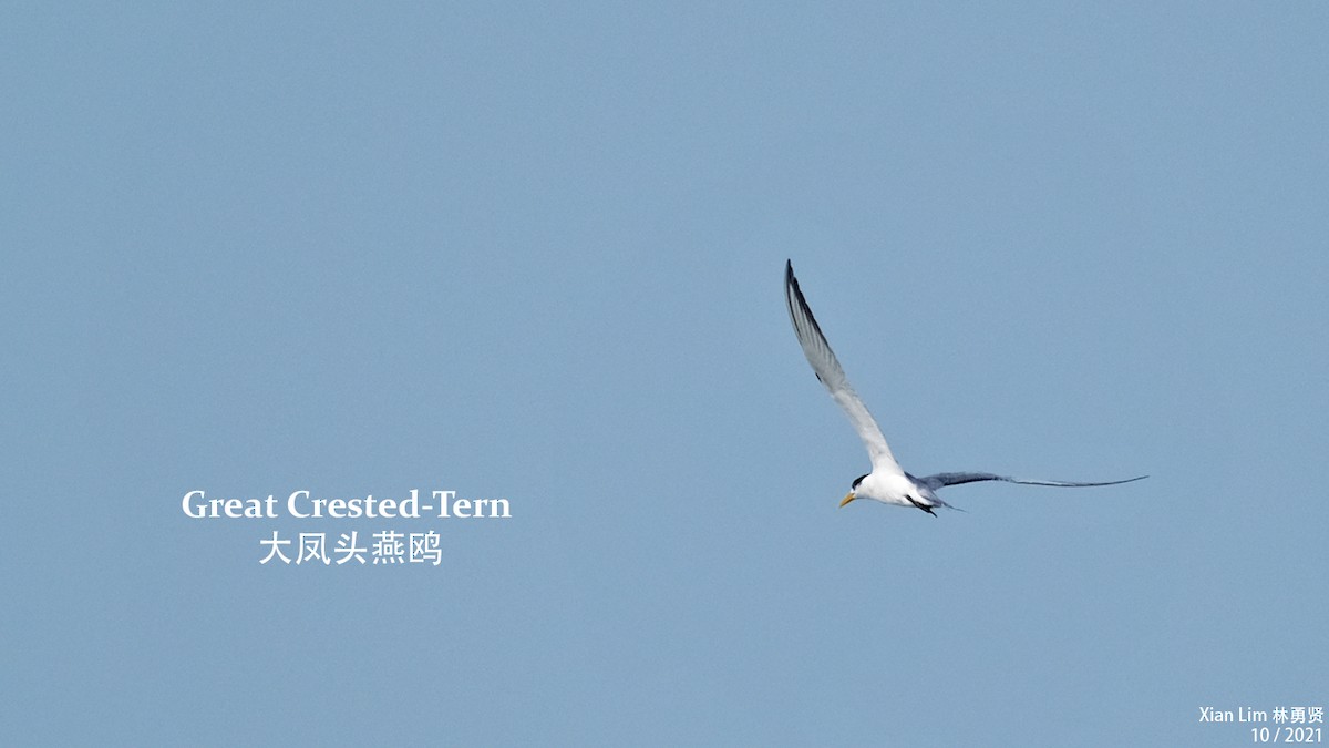 Great Crested Tern - ML389163581