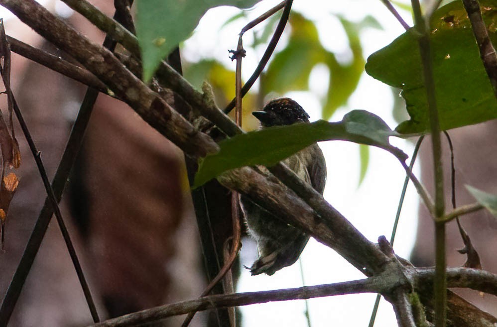 Olivaceous Piculet - ML389163871