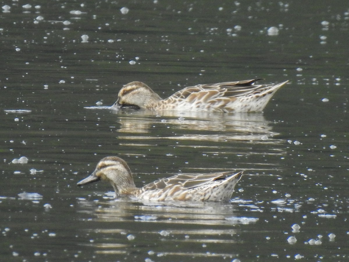 Garganey - ML389164131