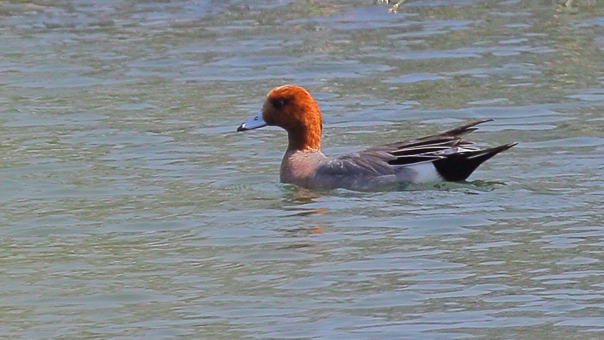 Eurasian Wigeon - ML389165051