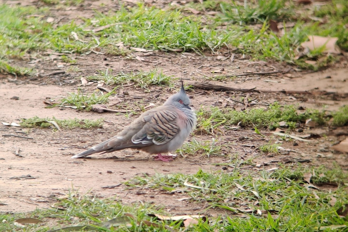 Crested Pigeon - ML389165391