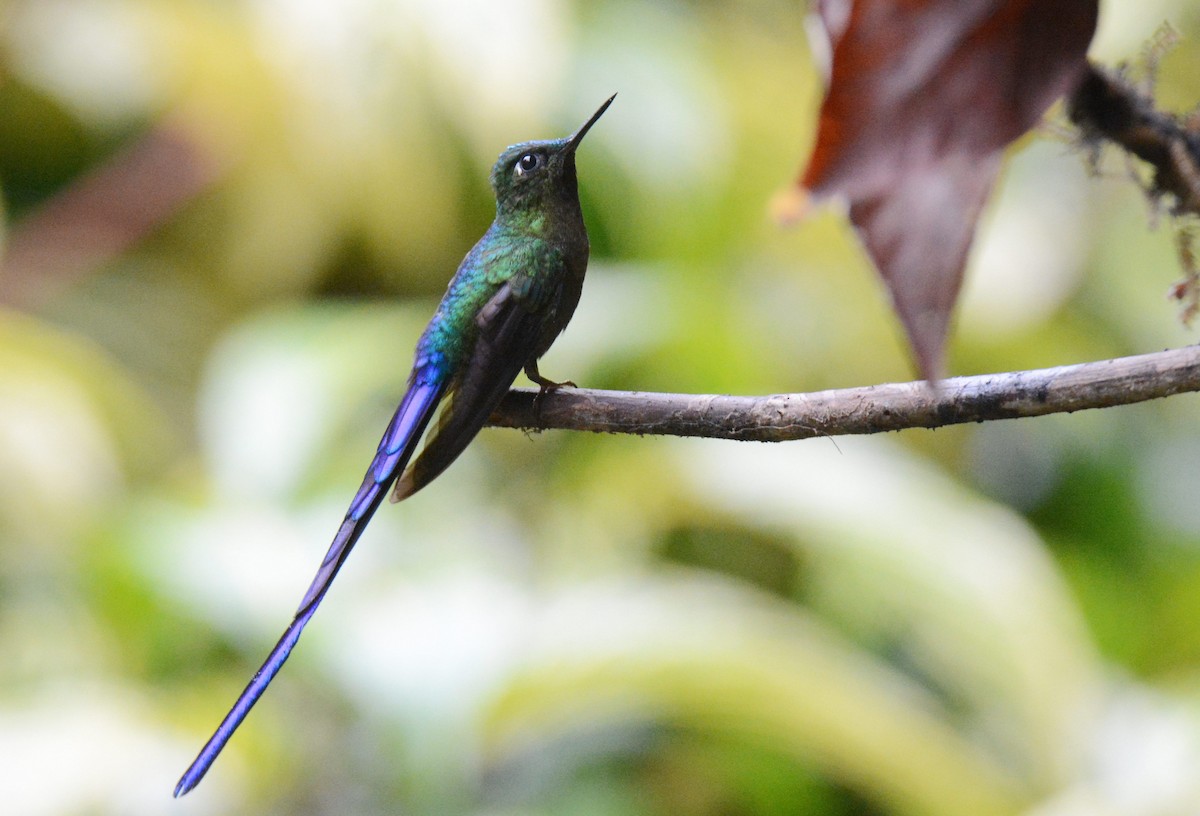 Violet-tailed Sylph - ML389168841