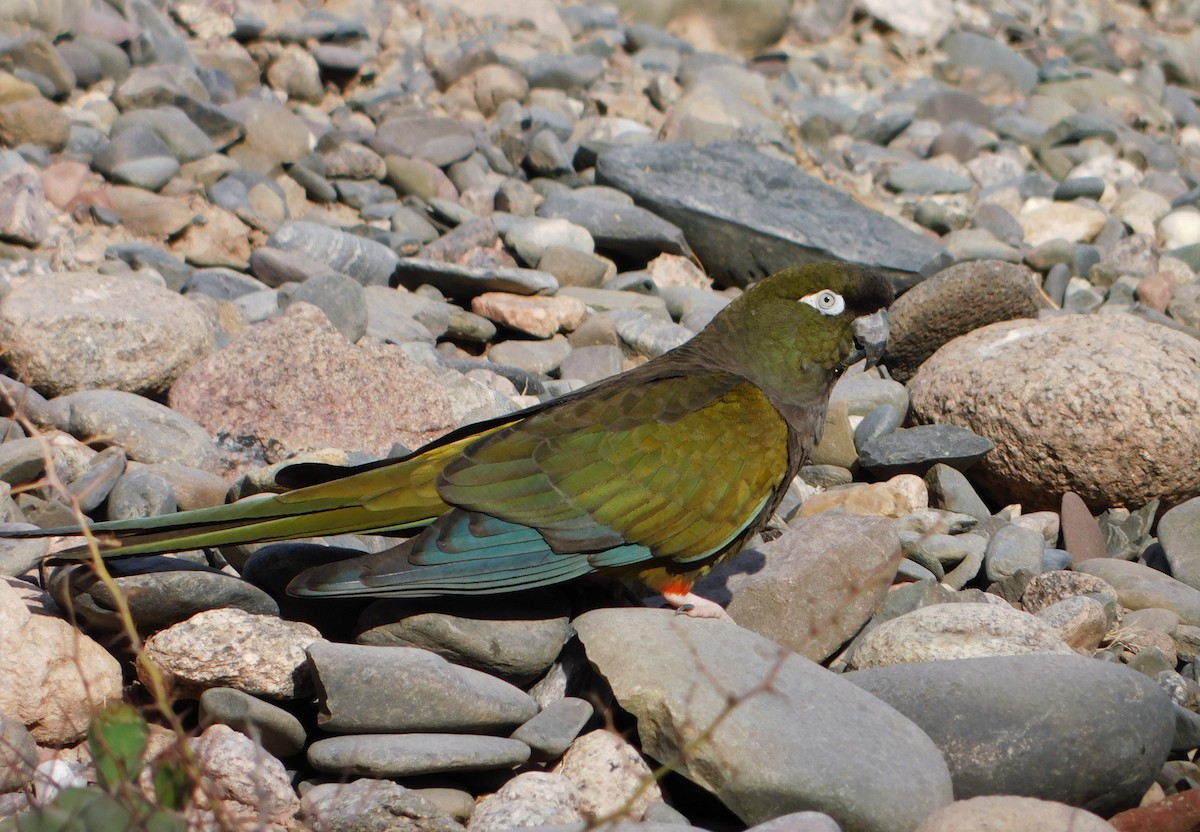 Loro Barranquero (andinus) - ML389169131