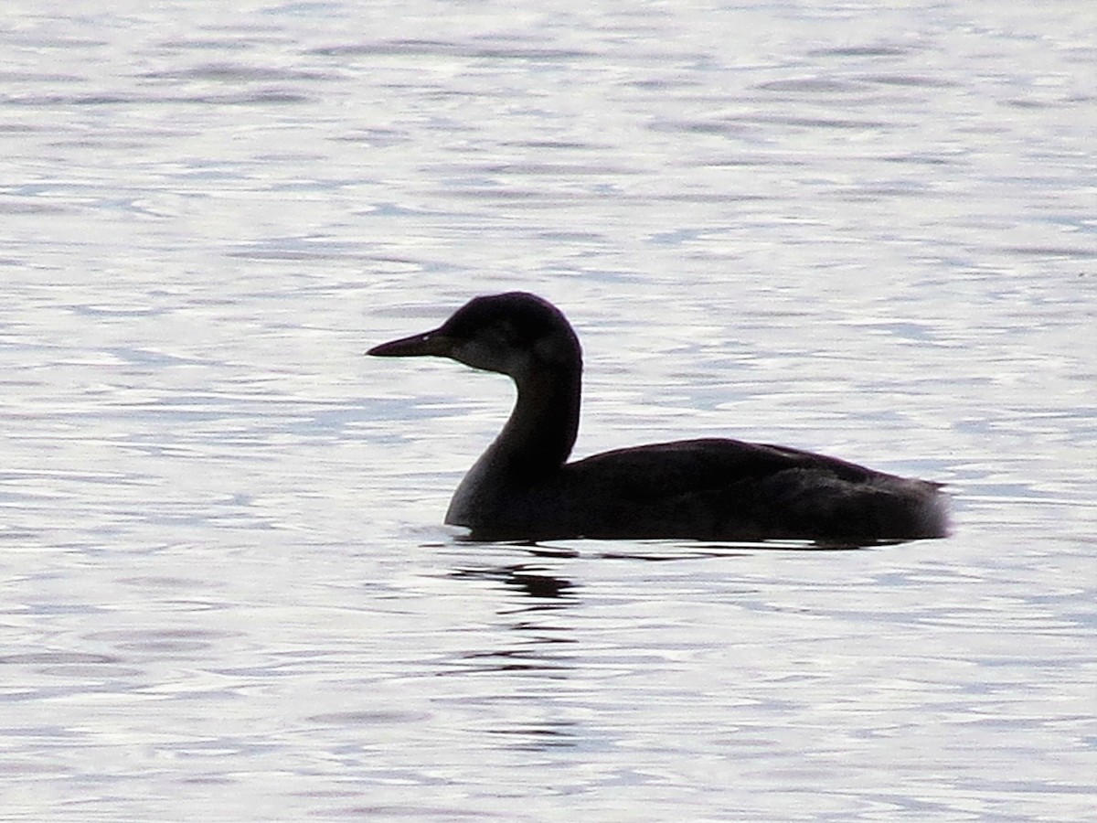 Red-necked Grebe - ML38917061