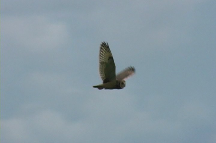 Short-eared Owl (South American) - ML389171031