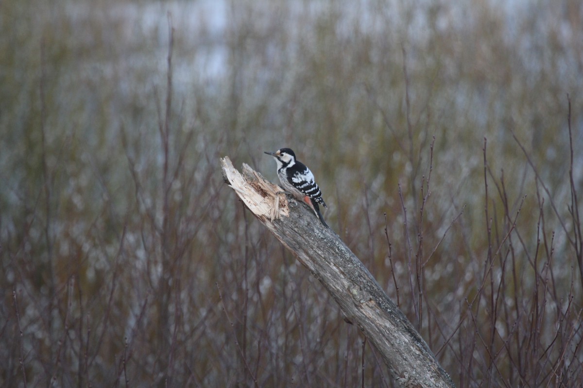 White-backed Woodpecker - ML389171711