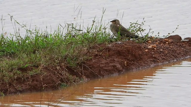 Oriental Pratincole - ML389172161