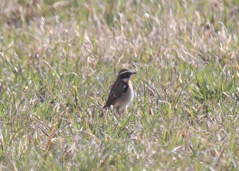 Whinchat - ML389172411