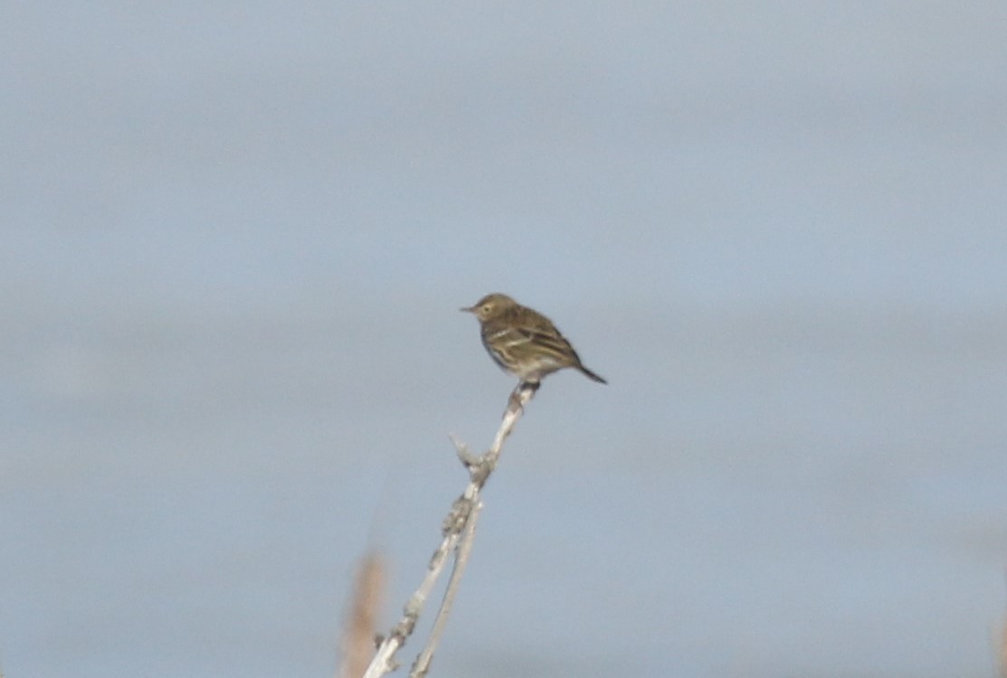 Meadow Pipit - ML389172431