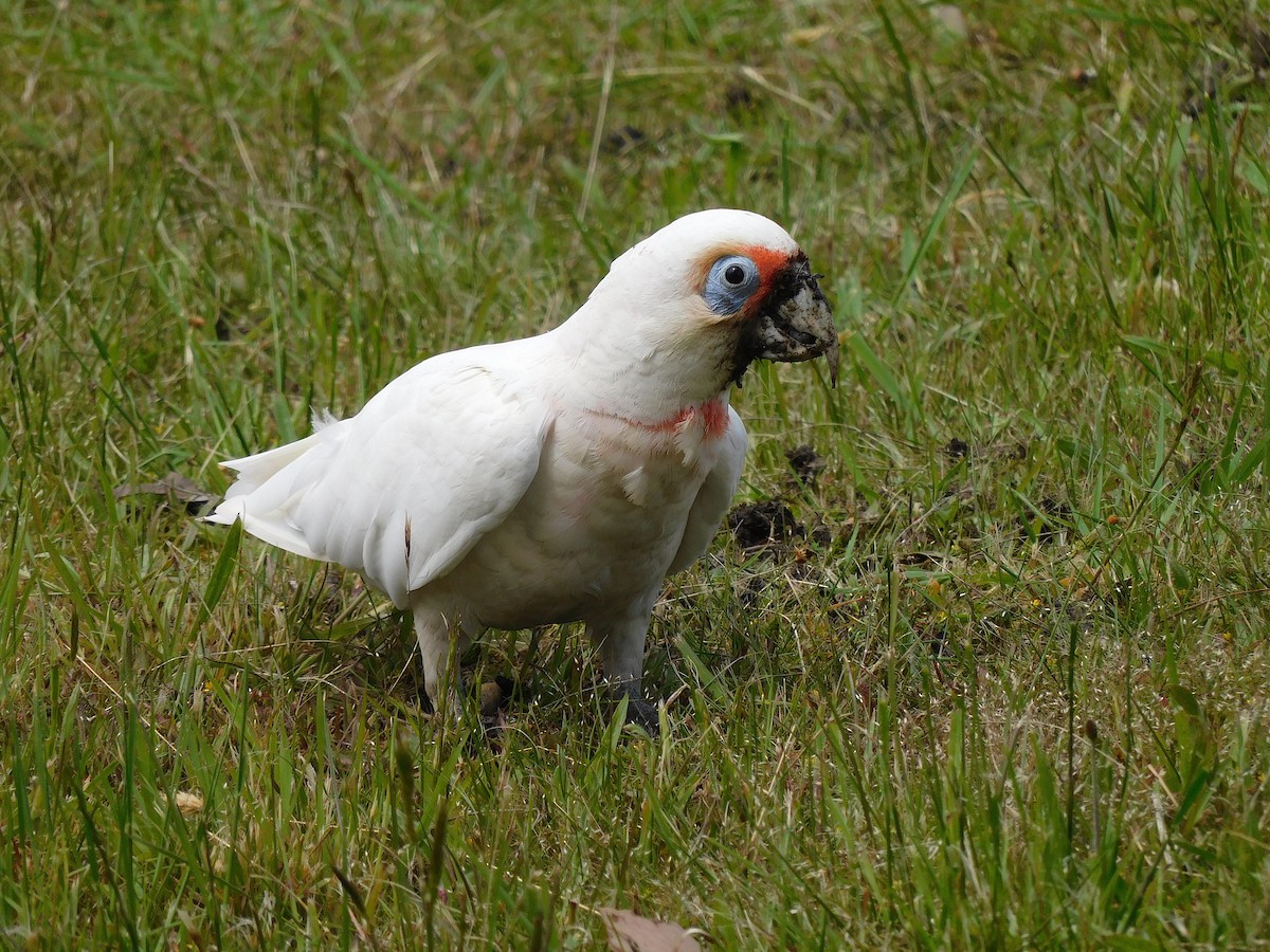 Long-billed Corella - George Vaughan