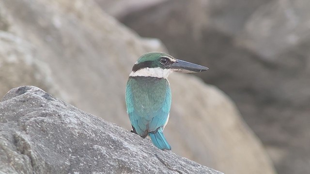 Collared Kingfisher - ML389174091