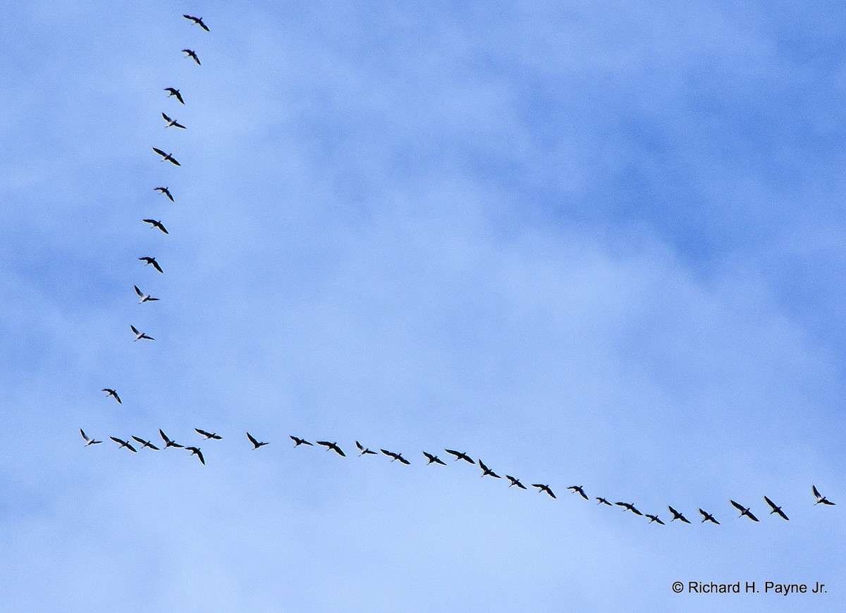 Snow Goose - ML389174101