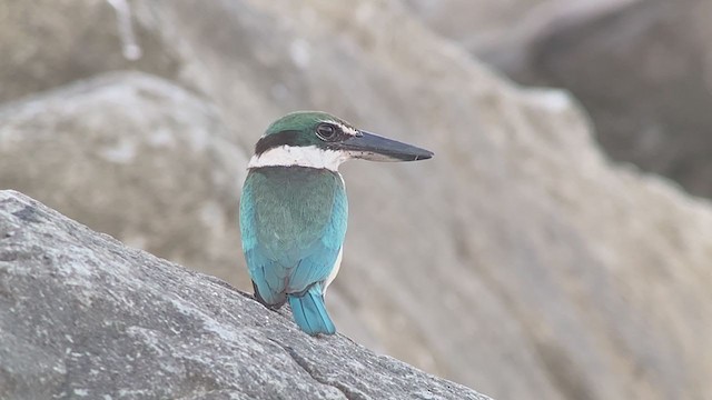 Collared Kingfisher - ML389174111