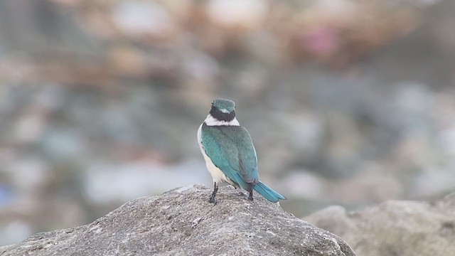 Collared Kingfisher - ML389174341