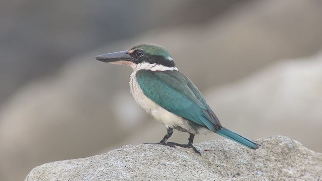 Collared Kingfisher - ML389174361