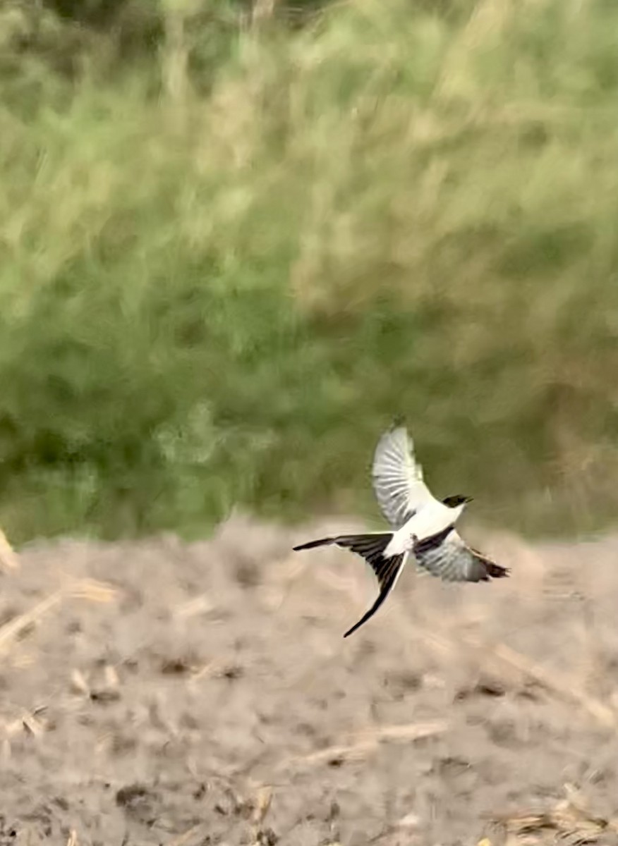 Fork-tailed Flycatcher - ML389174861