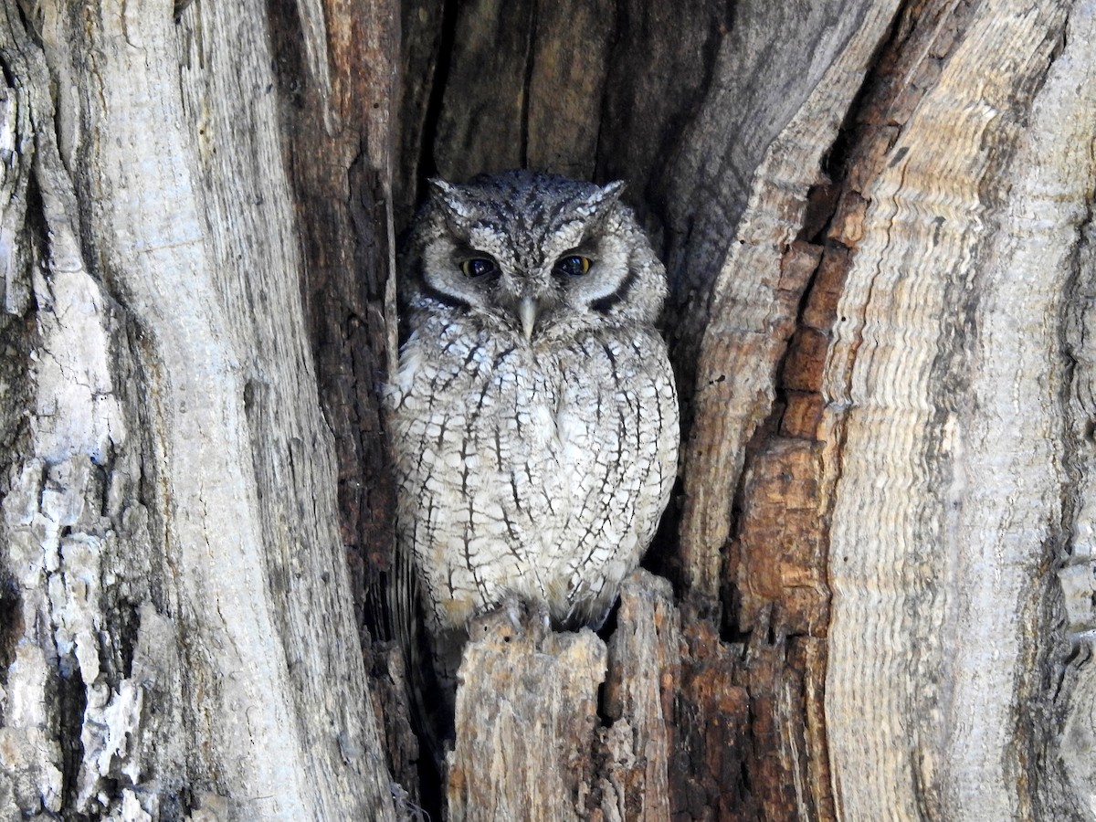 Tropical Screech-Owl - ML389176451