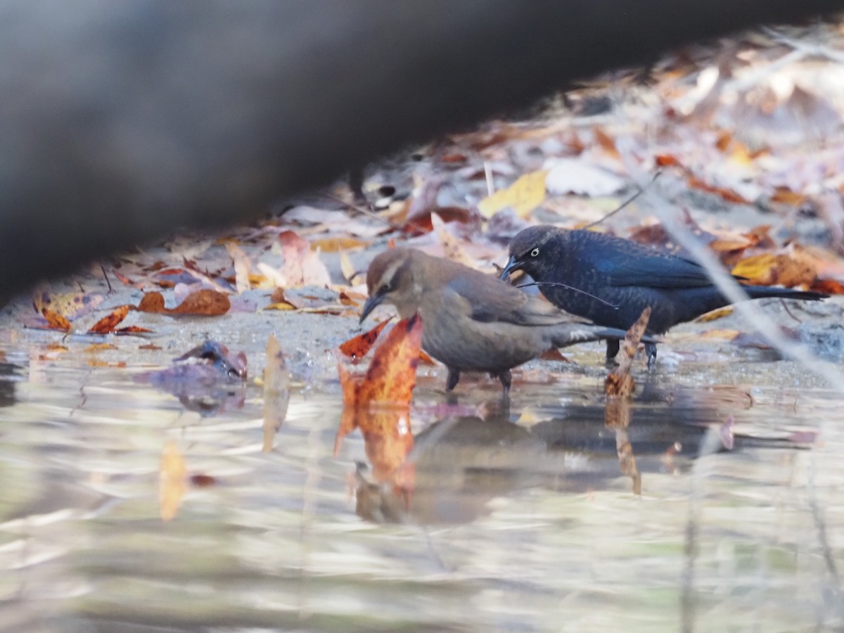 Rusty Blackbird - ML389177801