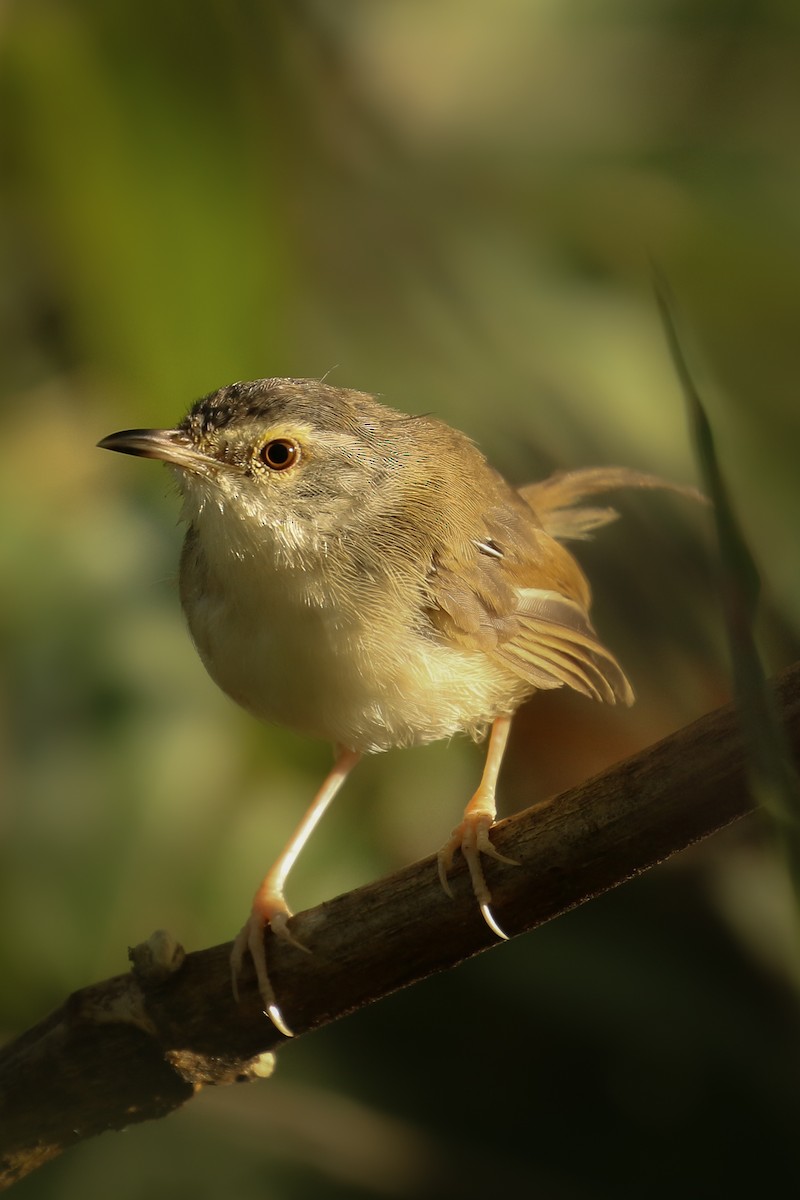 Rufescent Prinia - ML389178891