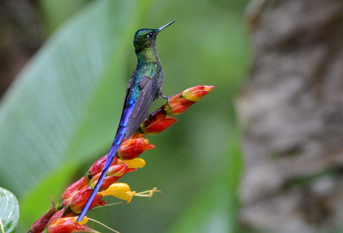 Violet-tailed Sylph - ML389179351
