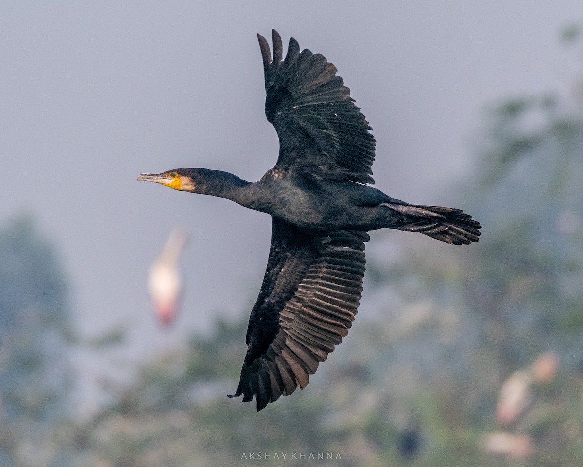 Indian Cormorant - ML389181411