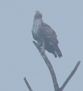 Changeable Hawk-Eagle (Crested) - ML389181711