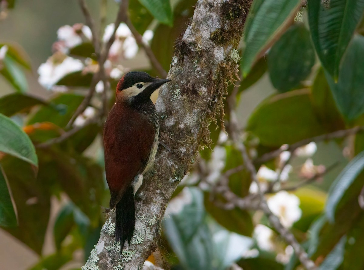 Crimson-mantled Woodpecker - Chris Jones