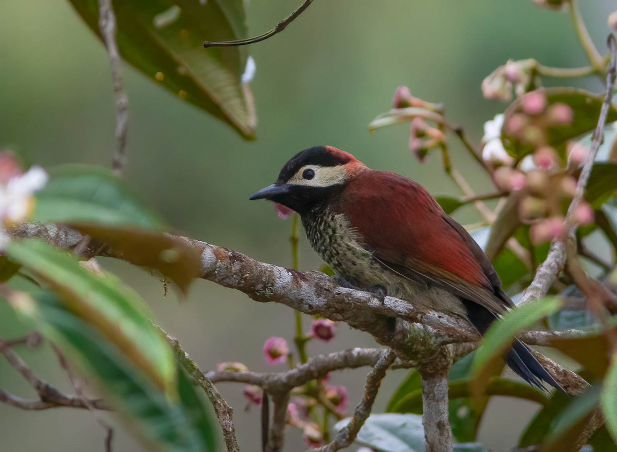 Crimson-mantled Woodpecker - ML389182351