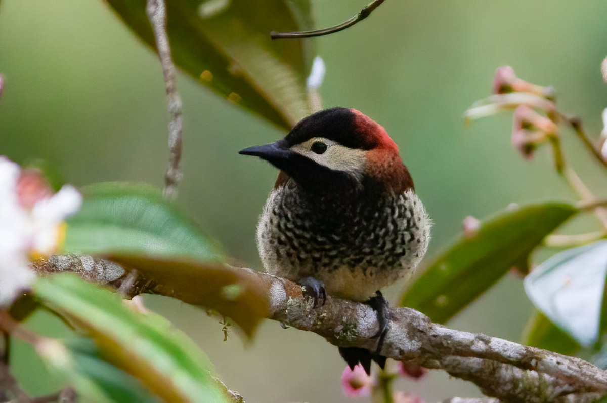Crimson-mantled Woodpecker - ML389182361