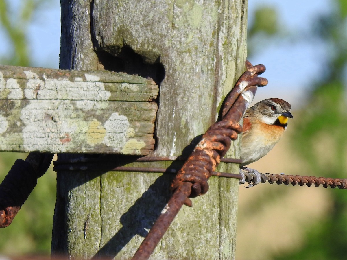 Chotoy Spinetail - ML389182621