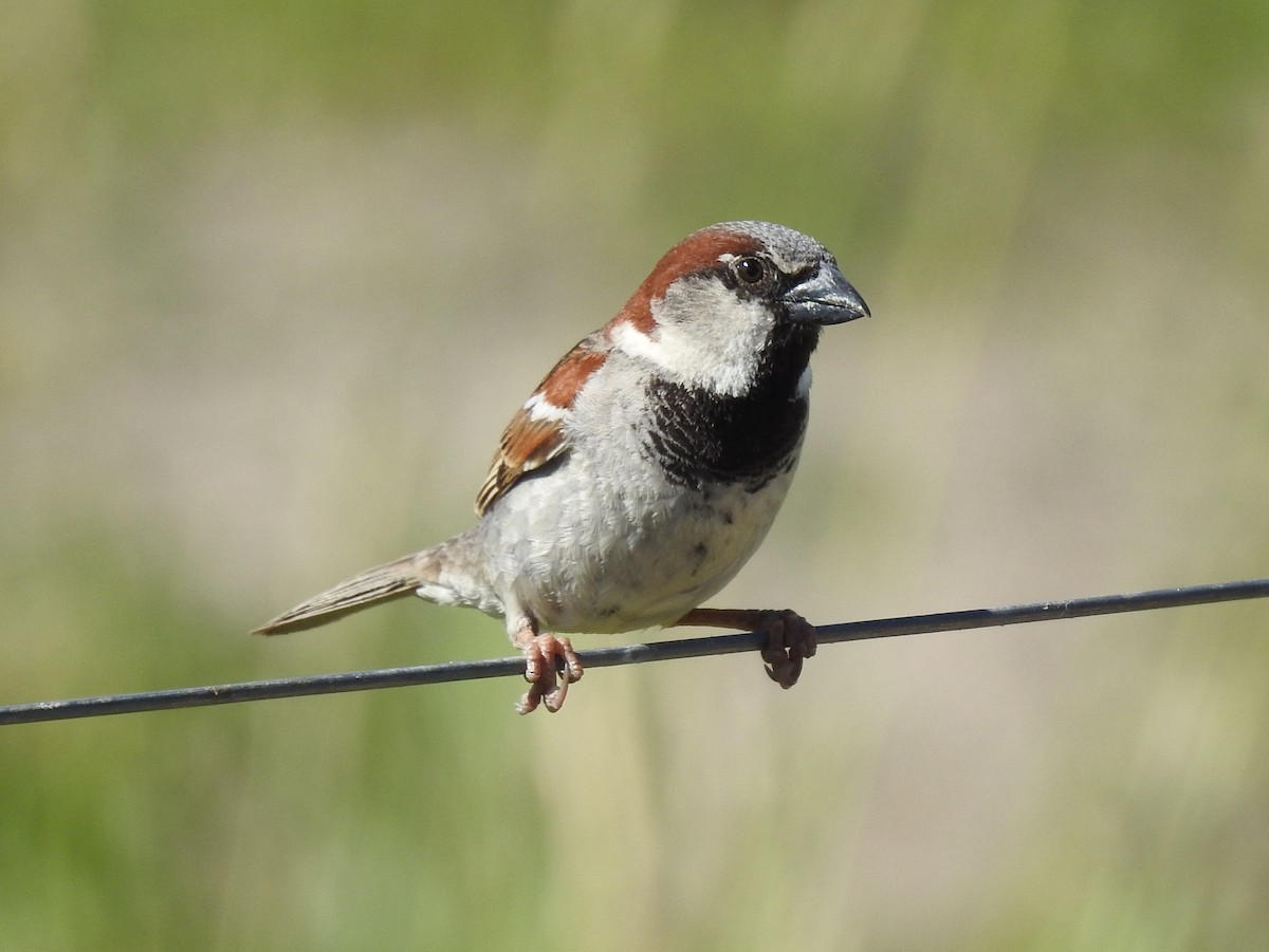 House Sparrow - ML389182661