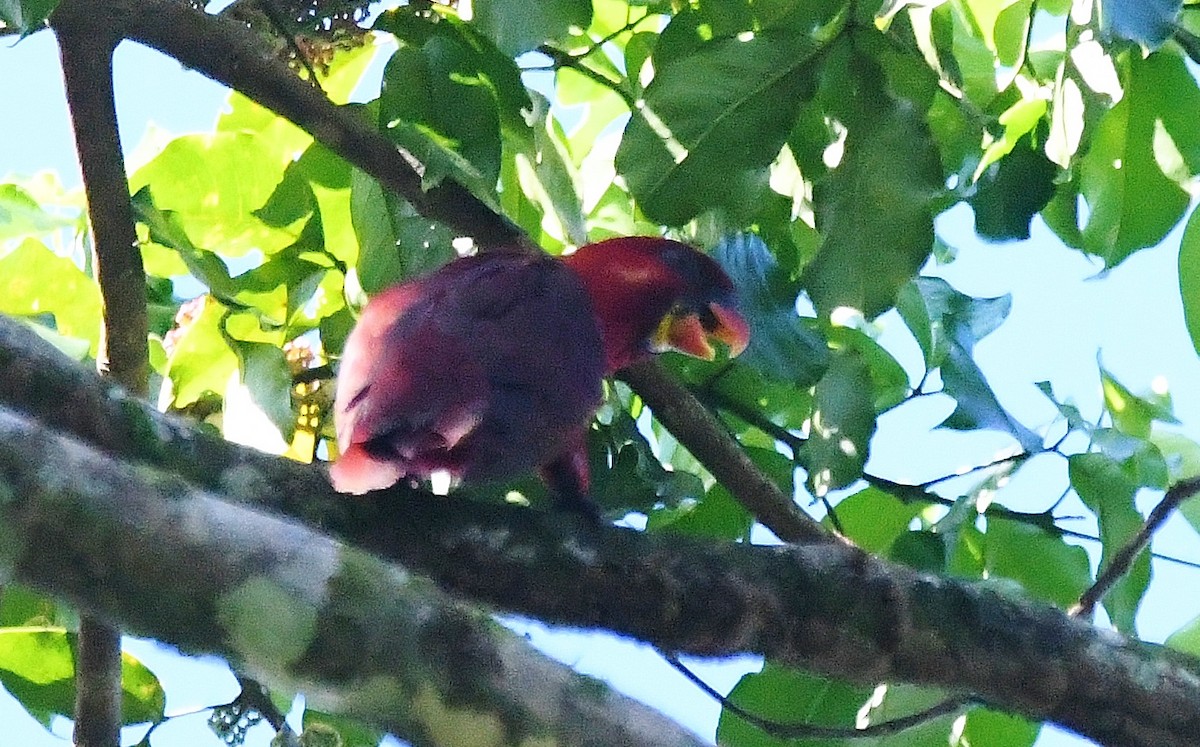 Cardinal Lory - ML38918341