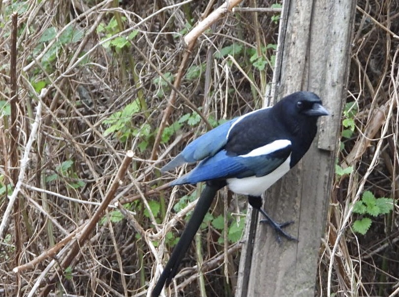 Eurasian Magpie - ML389183811