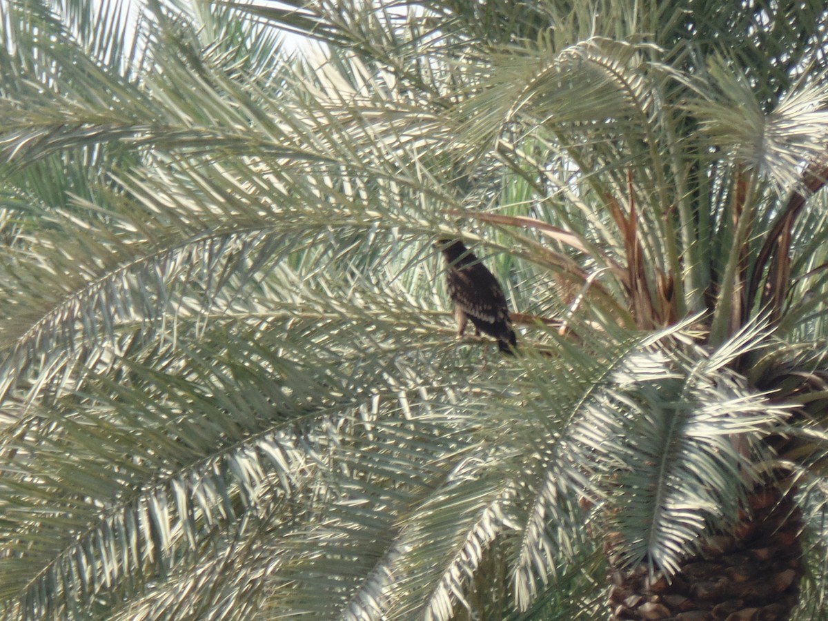 Greater Spotted Eagle - ahmad mohammadi ravesh