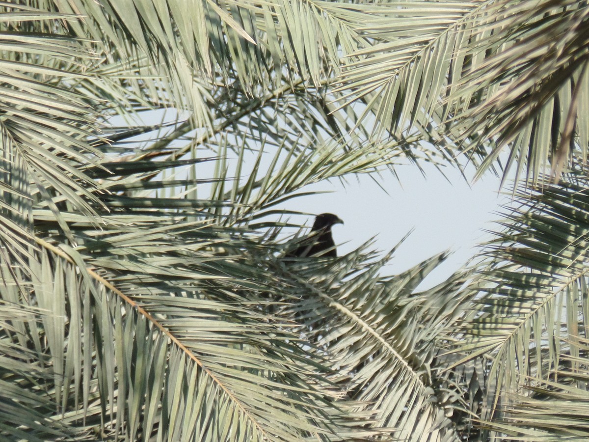 Greater Spotted Eagle - ahmad mohammadi ravesh