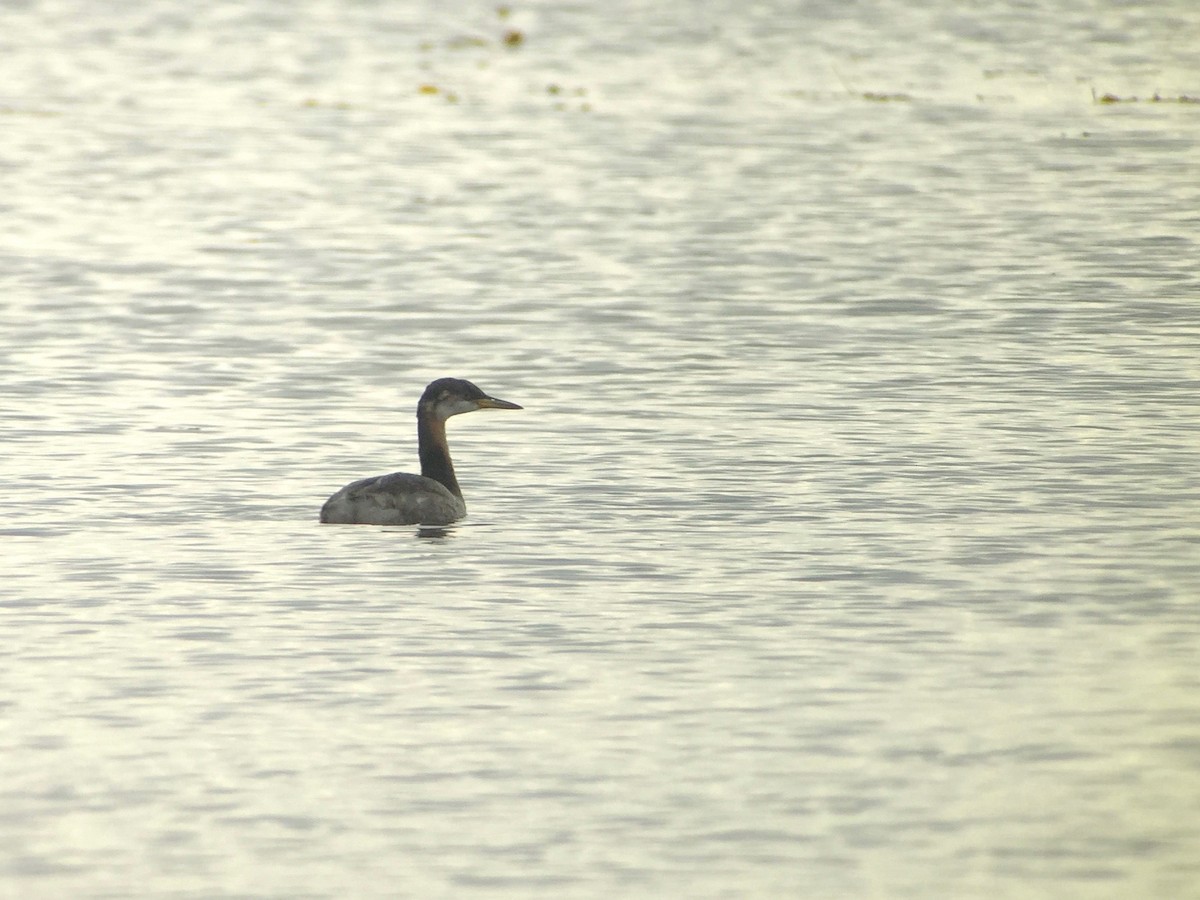 Red-necked Grebe - ML38918611