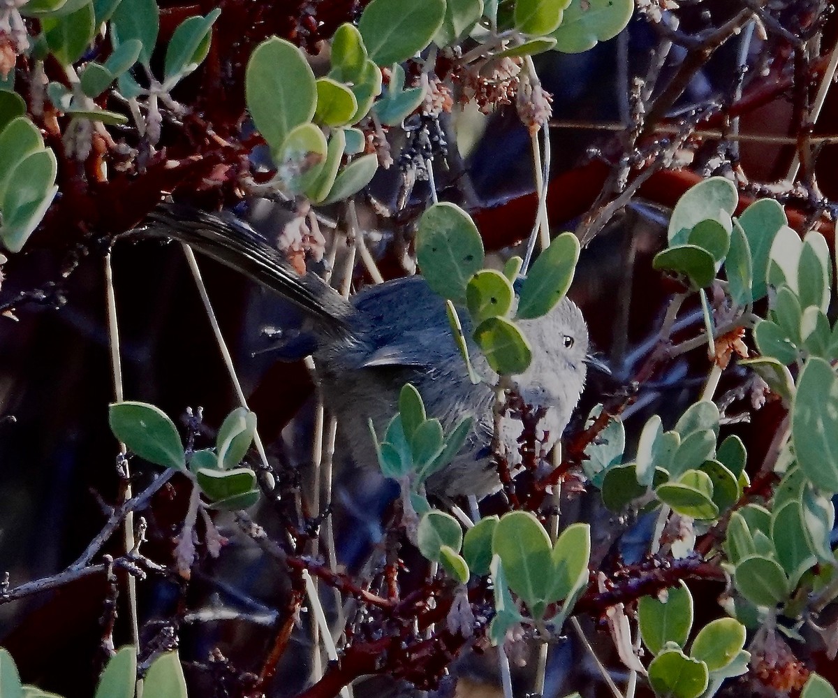 Wrentit - Susan Hartley